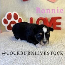 Bonnie - Black tri female Toy Australian Shepherd puppy in Gillette, Wyoming from Cockburn’s Toy and Mini Australian Shepherds