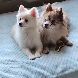Pomeranian All Grown Up from Nathalie Bastin