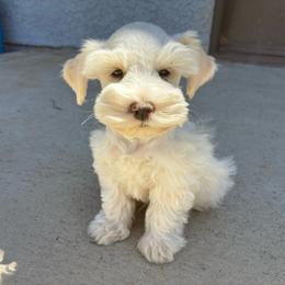 Sax - Wheaten male Miniature Schnauzer puppy in Hemet, California from Journee Home Mini Schnauzers