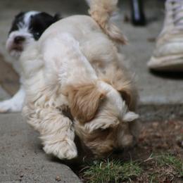 Audi - Wheaten male Miniature Schnauzer puppy in Port Orchard, Washington from Silver Bells Miniature Schnauzers