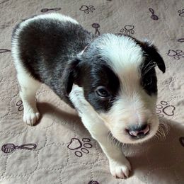 Panda - Black and white female Border Collie puppy in Rickman, Tennessee from Roaring River Border Collies