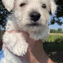 Girl 1 - White female West Highland White Terrier puppy in Cullman, Alabama from Twin Lake Westies
