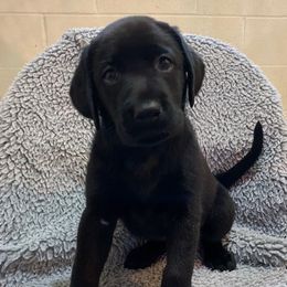 Labrador Retriever Puppies from Larke Lab Kennels