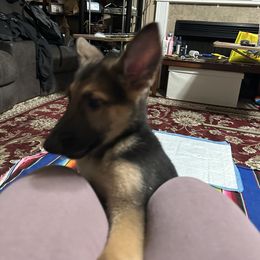 German Shepherd Puppies from Devon Rugerio's German Shepherds