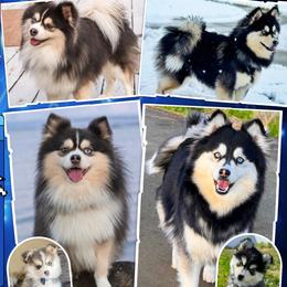 Pomsky puppies from Pathfinder Pomskies