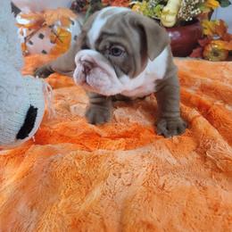 Bulldog and French Bulldog Puppies from Eclipse Bulldogs