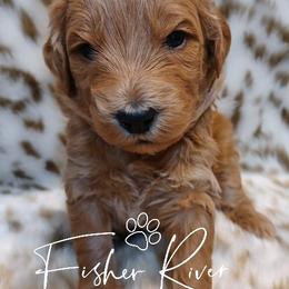 Goldendoodle and Poodle Puppies from Fisher River Doodle's