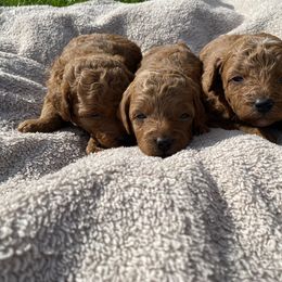 Poodle Puppies from 3C Poodles