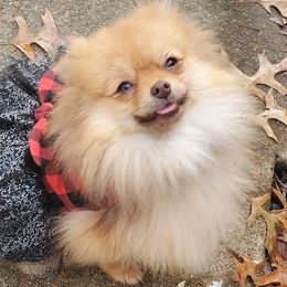 Scarlet - Pomeranian