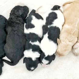 Goldendoodle Puppies from COTTAGE DOODLES