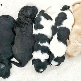 Goldendoodle Puppies from COTTAGE DOODLES