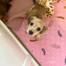 Sparkle Smash - Dapple female Dachshund puppy in Lebanon, Tennessee from Thomas Dachshunds