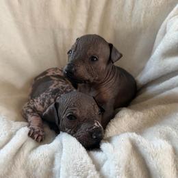 Chalupa and guacamole - White and black male Xoloitzcuintli puppy in Manitowoc, Wisconsin from Wonderland Kennel