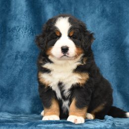 Bernese Mountain Dog Puppies from Brookwood Bernese Mountain Dogs