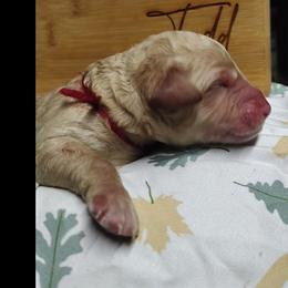 Red Collar - Cream male Goldendoodle puppy in Willow Springs, Missouri from Todd Family Homestead