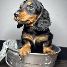 Dachshund, Shih Tzu, and Yorkshire Terrier Puppies from Happy Hounds and More🐾