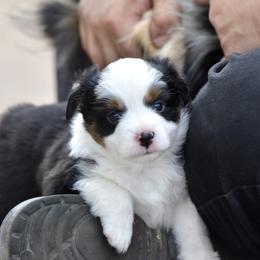 Cosmo - Black tri male Miniature Australian Shepherd puppy in Wichita Falls, Texas from Shooting Stars Ranch Toy and Mini Aussies