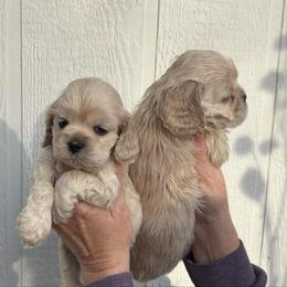 Tommy - Buff male Cocker Spaniel puppy in Oregon from Doc's Cockers