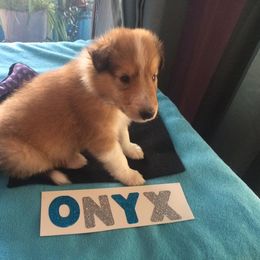 Collie Puppies from Lovely Heart Collies