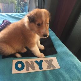 Collie Puppies from Lovely Heart Collies