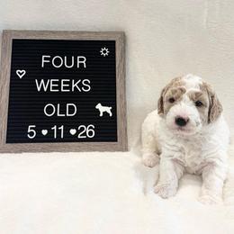 Bubbles - Yellow and white male Bernedoodle puppy in Sparrows Point, Maryland from Rosie’s Puppies