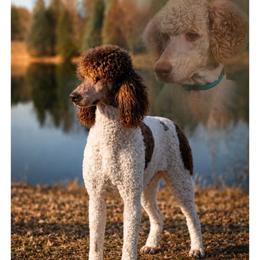 Jimmy - Phantom male Poodle puppy in Belgrade, Maine from Mere Point Poodles