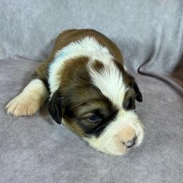Aquamarine - Teal collar Female - Red female Pembroke Welsh Corgi puppy in Victoria, Texas from Clear Creek Corgis
