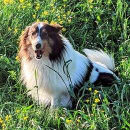Bichon Frise, Russell Terrier, and Shetland Sheepdog All Grown Up from Mountain Ash Farms