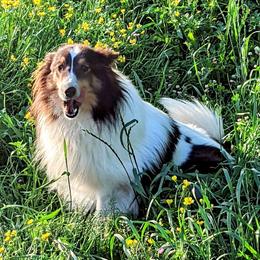 Bichon Frise, Russell Terrier, and Shetland Sheepdog All Grown Up from Mountain Ash Farms