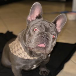 Blue - French Bulldog