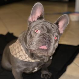 Blue - French Bulldog