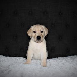 "Faye x Cain Whelped 12/1/20" Labrador Retriever Puppies from Triple L Labs & Co.