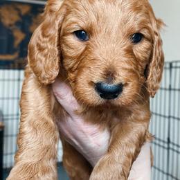 Goldendoodle Puppies from The Doodle Grove