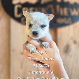 Boy 2 - Blue male Australian Cattle Dog puppy in Monroe, North Carolina from Creek View Cattle Dogs