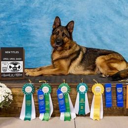 Contra - German Shepherd