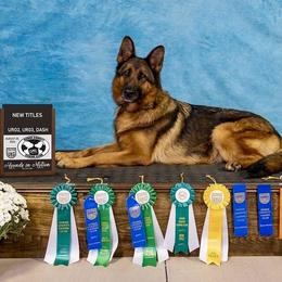 Contra - German Shepherd