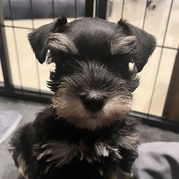 Miniature Schnauzers from Yessie Schnauzers