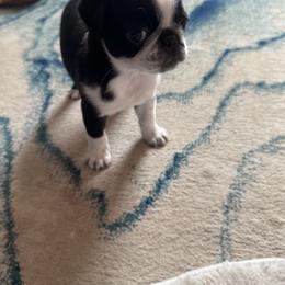 Pug Puppies from Jamie's Rainbow Pugs