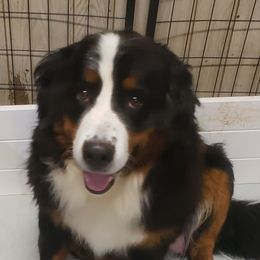 Allie - Bernese Mountain Dog