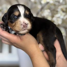 Skye - white collar - Tri-color male Bernedoodle puppy in Yuciapa, California from AlltheDoodlez_