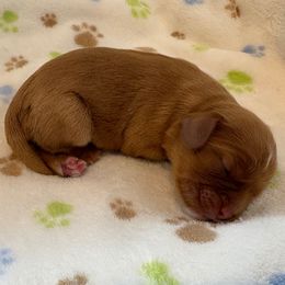 Girl 1 - Ruby Cavalier King Charles Spaniel puppy in Solon, Iowa from Hickory House Cavaliers