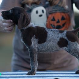 Spyro girl 4 - Liver roan female German Shorthaired Pointer puppy in Greensburg, Kentucky from Nosam Kennels- Hungarian Vizslas, and German Shorthairs Located in Kentucky