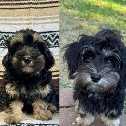 Aussiedoodle, Cockapoo, and Havapoo All Grown Up from Kaitlen Wood