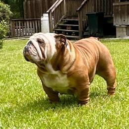 Rosie - Bulldog