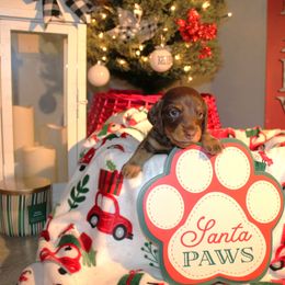 Dachshund Puppies from Crosbys Doxies