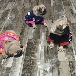 Bulldog and Pug Puppies from Love that bulldog lewter family