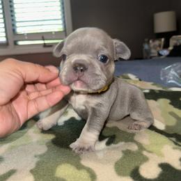 Yellow - Blue female French Bulldog puppy in Bolingbrook, Illinois from Flores Frenchies