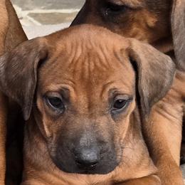 Rogue Tan Collar - Lt whtn blk nose male Rhodesian Ridgeback puppy in Gaffney, South Carolina from Circle D Farms