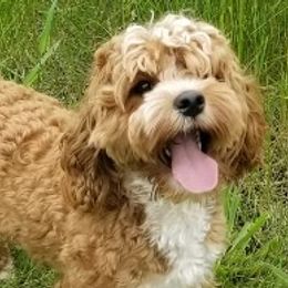 Cavapoos and Cockapoos from Lake Michigan Couture Cavapoos & Cockapoos