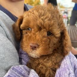Aspen (White collar girl) - Red female Cavapoo puppy in Eagle Mountain, Utah from Liberty Farms Puppies
